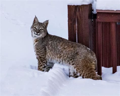 Colorado Cats Meet The Bobcat Lynx And Mountain Lion