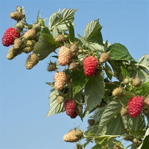 Bp 1 Raspberry 1 Golden Raspberry Plant Everbearing