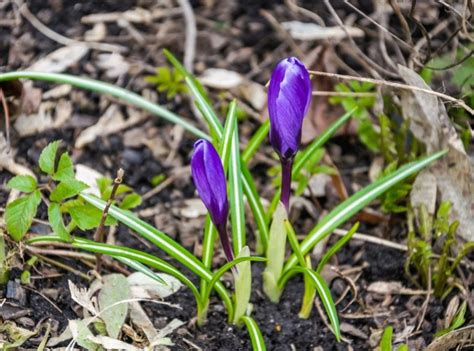 Best Tips On How To Grow Saffron Indoor And Outdoor