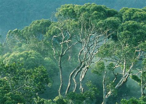 Wonderful Sri Lanka Sinharaja Rain Forest