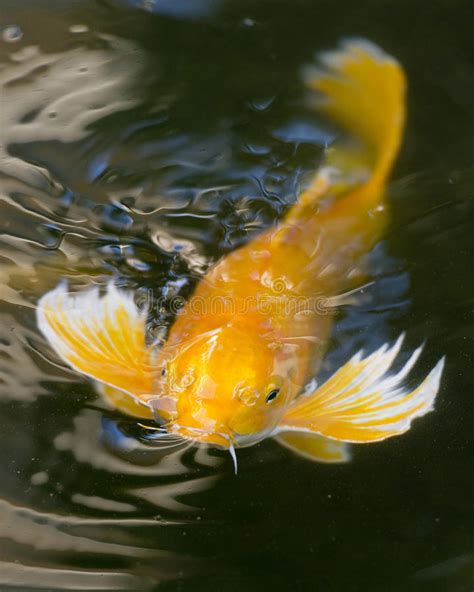 Koi Fish Stock Image Image Of Fancy Carp Orange Eating 43241353