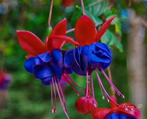 Pin By Maridolls On Jardins E Flores Fuchsia Flower Wonderful