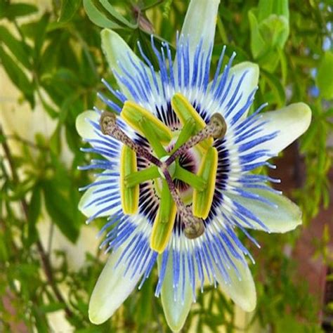 #piante #fiori #natura #flowers #nature #garden … see more — at mondo piante. 20 Piante Passiflora vaso 7cm | Mondo Piante - Vendita ...