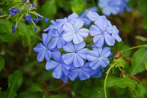 17 Blue Perennials For Your Garden Perennials Hibiscus Plant Flowers