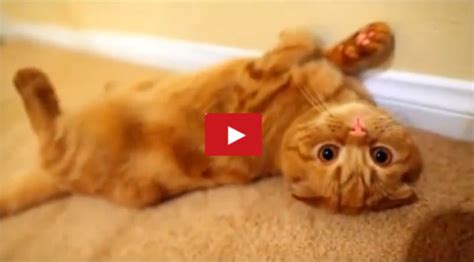 Most Hilarious Videos Of Cats 2014 Lots Of Silly Kitties