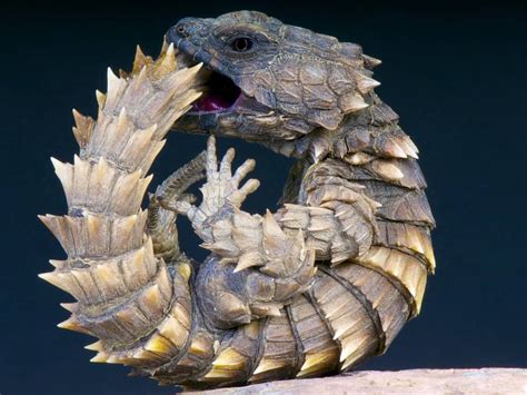 9 Incredible Lizards That Look Like Dragons Imp World