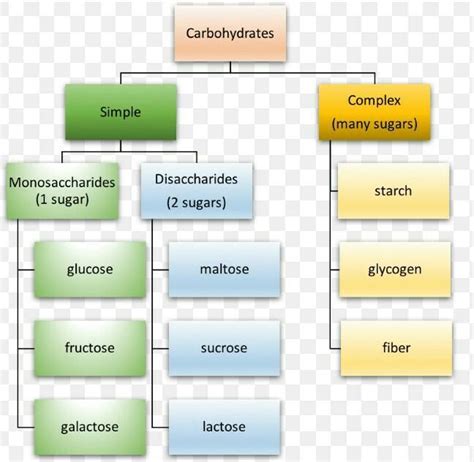 1what Are The Two Major Types Of Carbohydrates Give Examples