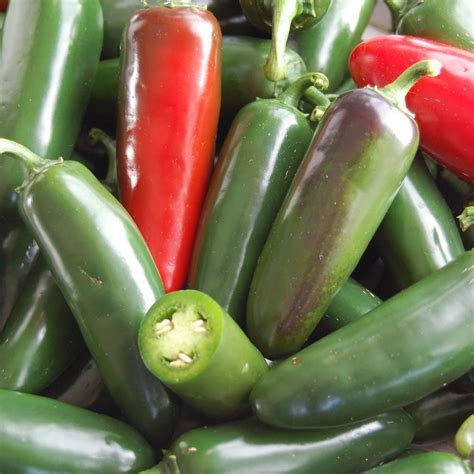 Jalapeno Pepper Capsicum Annuum Early Jalapeno In The Peppers