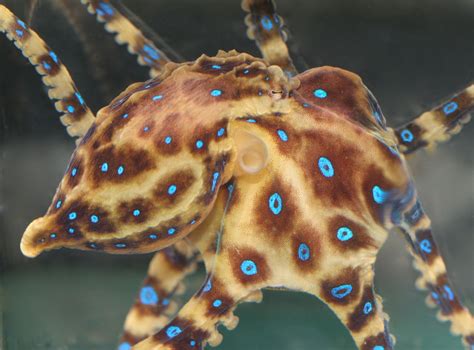 Blue Ring Octopus Wildlifexposures Marine Life Programs Are An