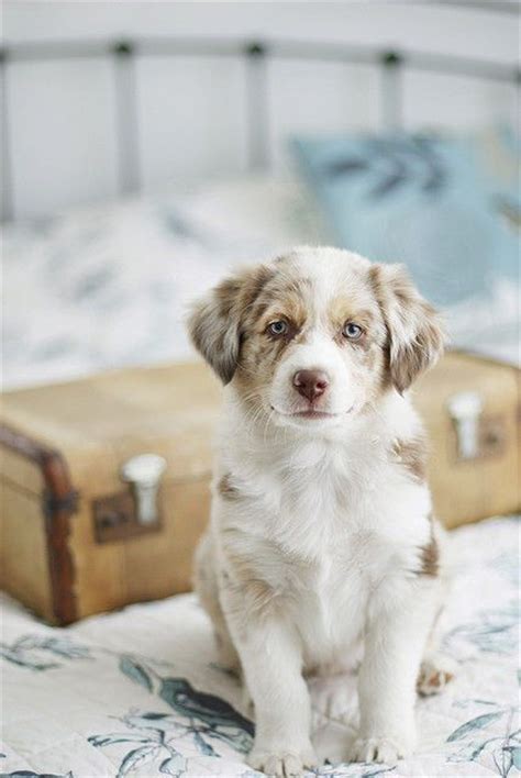 51 Best Images About Aussies On Pinterest Aussie Puppies Amber Eyes