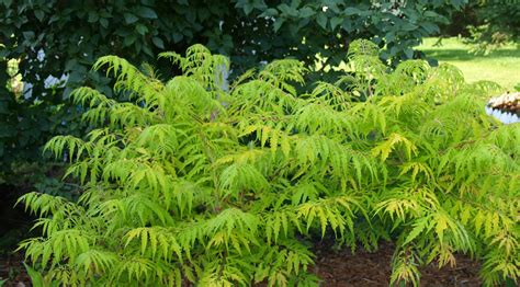 Tiger Eyes Sumac Archives Knechts Nurseries And Landscaping