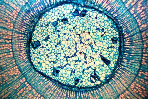 Maybe you would like to learn more about one of these? Pin on Plant cells
