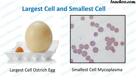 Check spelling or type a new query. Size of Cells - Smalles and Largest Cell - Teachoo - Concepts