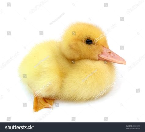Duckling Young Baby Duck Stock Photo 29323639 Shutterstock