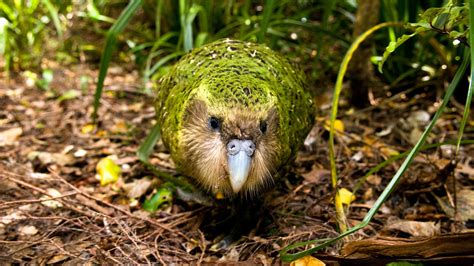 The Critically Endangered Kakapo Parrot Is Having One Fantastic Year
