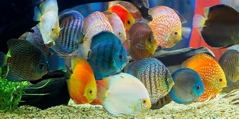 Discus Fish Ultimate Care Guide ¿el Rey Del Acuario Good Mood