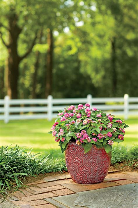 Spring summer flowers full sun. 10 Flowers That Thrive in Full Sun | Heat tolerant plants ...