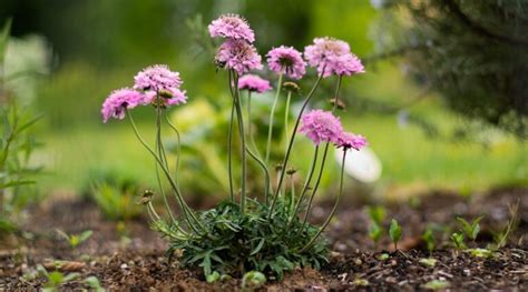 Scabiosa How To Grow And Care For Pincushion Flowers