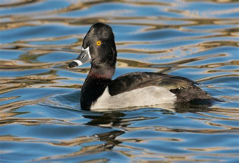 Ring Necked Duck Facts Habitat Diet Life Cycle Pictures