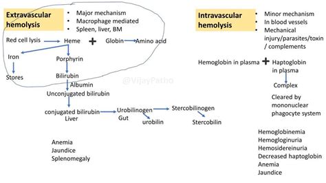 HEMOLYTIC ANEMIA Extravascular Vs Intravascular Hemolysis Classification Pathology Made Simple