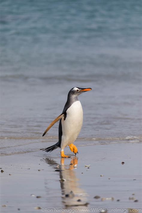 Gentoo Penguin Photos By Ron Niebrugge