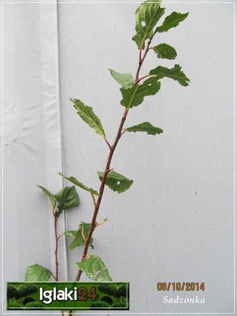 Prunus Domestica Valjevka Śliwa Valjevka C5 60 140cm Internetowy