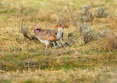 Sharp Tailed Grouse Photograph By Dennis Hammer Pixels