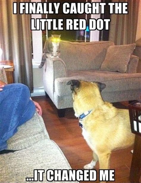 30 Funny Animal Captions Part 8 30 Pics Amazing