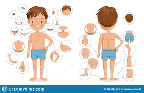 Male Anatomy Diagram For Kids 32 Best Cuerpo Humano Images On Pinterest Human Body Yet