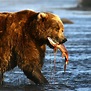 Meet the Wildlife of Wild Alaska Live | PBS
