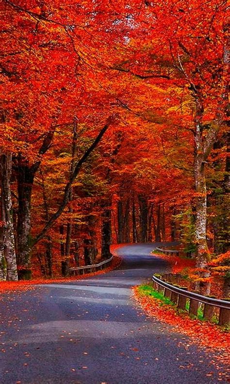 Red Autumn Trees Wallpaper By Julianna Bb Free On Zedge
