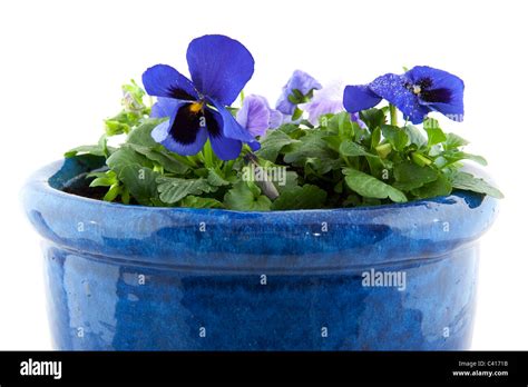 Blue Pansies In Glossy Flower Pot On White Background Stock Photo Alamy