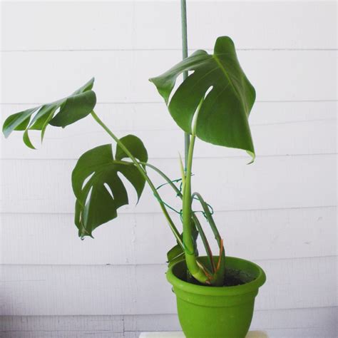 Step by step instructions on how to propagate monstera deliciosa (aka the swiss cheese plant) from cuttings. How To: Propagate a Monstera Deliciosa | Leaf and Paw