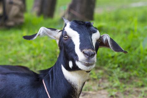 Govt To Start Largescale Breeding Of Black Bengal Goat The Statesman