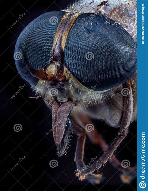 Macro Horse Fly Stock Image Image Of Pest Common Annoying 203603999
