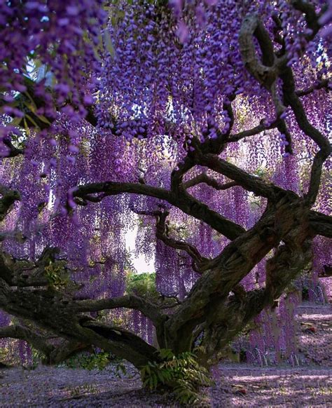Pin By Hmm On Lavender Wisteria Tree Purple Wisteria Beautiful Nature