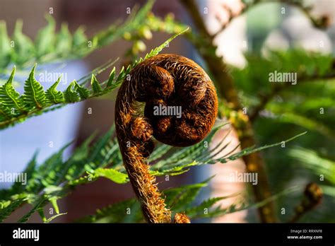 The Frond Of A Tree Fern Grown Indoors Unfurling Stock Photo Alamy