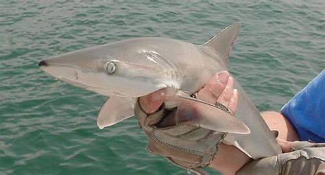Everything You Should Know About Sharks In Key West