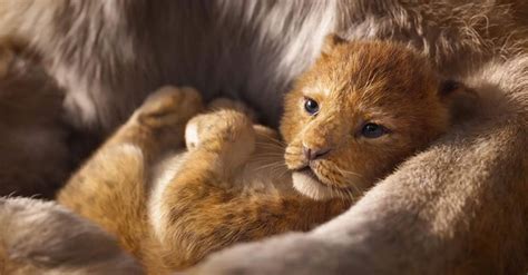 Meet Bahati The Cub And Model For Simba In The Lion King Live Action