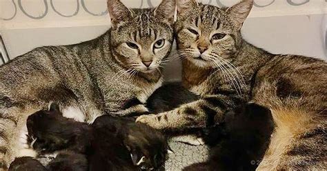 These Two Rescued Cats Raise Their Kittens Together