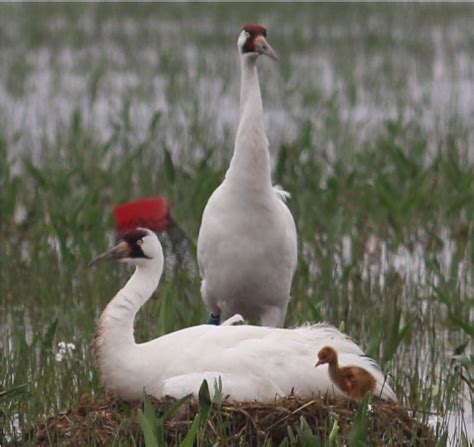 Wild Whooping Crane Chick Hatches In Louisiana For First Time Since 1939