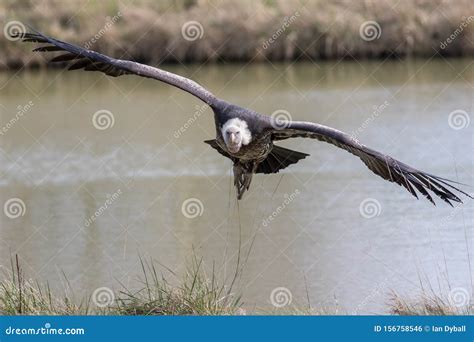 Vulture In Flight Ruppells Griffon Vulture Scavenger Bird Flying