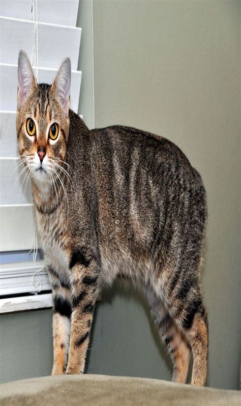Manx Cats What You Need To Know About The Tailless Cat Cat Guides