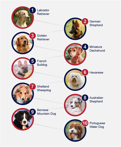 Popular Dog Breeds List Of Top 15 Most Popular Dog Breeds 2016 Photos
