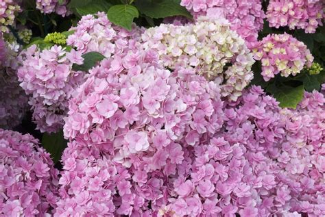 14 Beautiful Types Of Hydrangea To Grow