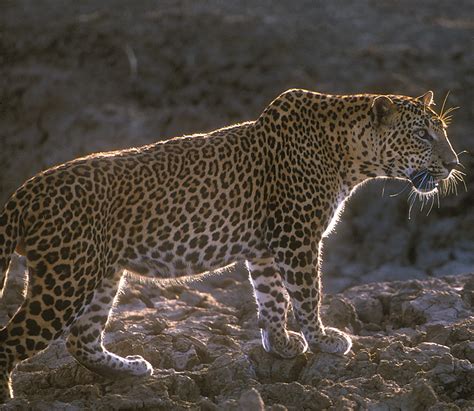 Celebrating The Sri Lankan Leopard The Morning Sri Lanka News