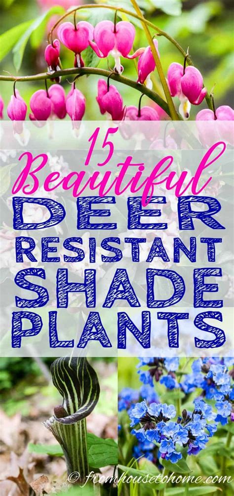 Deer Resistant Shade Plants 15 Beautiful Perennials And Shrubs That
