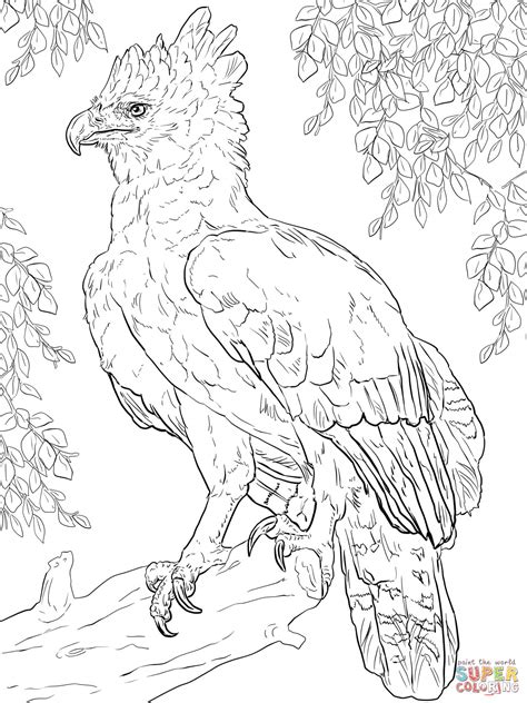 Check spelling or type a new query. Harpy Eagle Perched on a Branch coloring page | Free ...