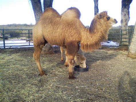 These animals live in extremely harsh conditions where vegetation is sparse, water. Camel &: Yearling Bactrian Camels for Sale (photos)