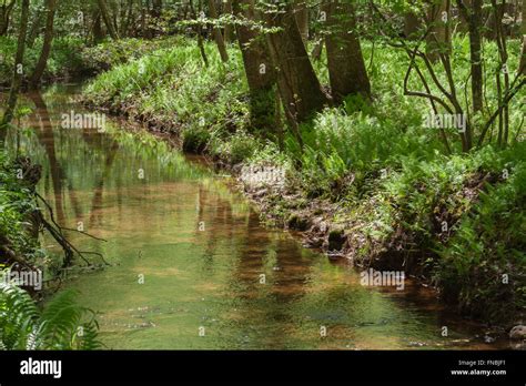 A Simple Brook In The Woods Of Southeast Usa Stock Photo Alamy